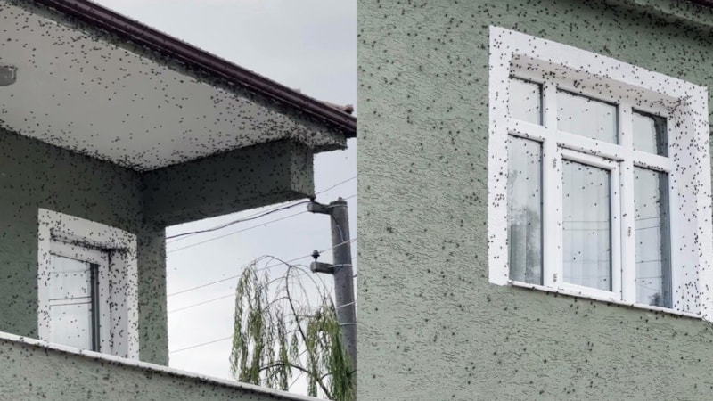 Evleri ve bahçeleri sardı: Ürünlere zarar veriyor