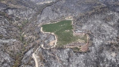 2025'te toplam 6 bin 800 orman yangını çıktı: 80 bin hektar alan kül oldu