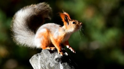 Kars'ta bahar havası: Yaban hayvanları ortaya çıktı