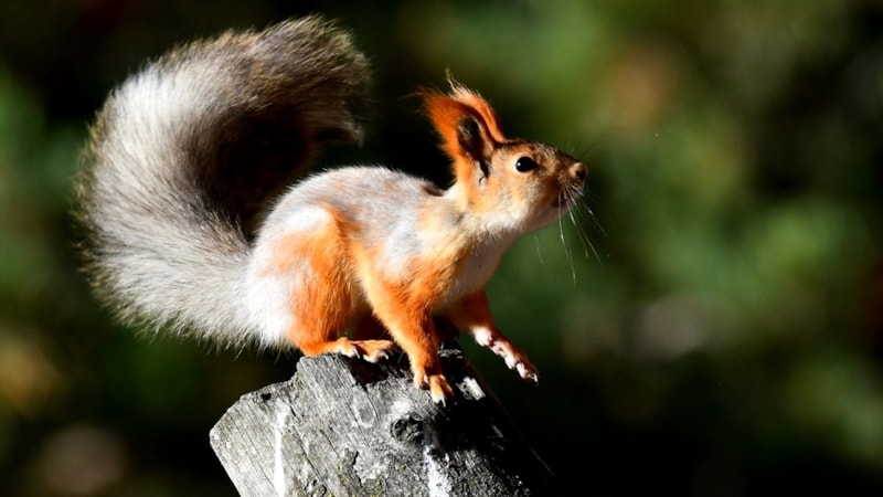 Kars'ta bahar havası: Yaban hayvanları ortaya çıktı