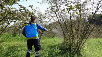 Karadeniz’de kahverengi kokarca alarmı: Tarım alanları tehdit altında