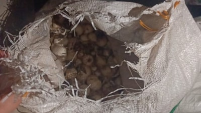 Tunceli'de endemik dağ sarımsağı toplayan kişiye 557 bin lira ceza