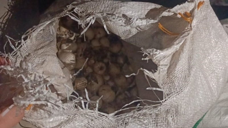 Tunceli'de endemik dağ sarımsağı toplayan kişiye 557 bin lira ceza