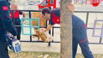 Bingöl’de başını korkuluklara sıkıştıran inek kurtarıldı