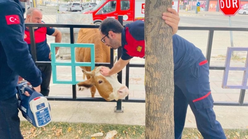 Bingöl’de başını korkuluklara sıkıştıran inek kurtarıldı