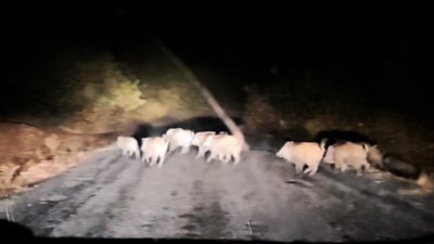 Bitlis'te domuz sürüsü görüntülendi