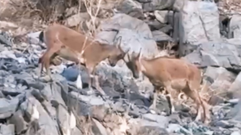 Hakkari'de yavru dağ keçilerinin kavgası