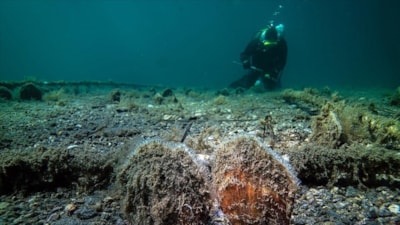 Marmara'da pina sayısı artıyor