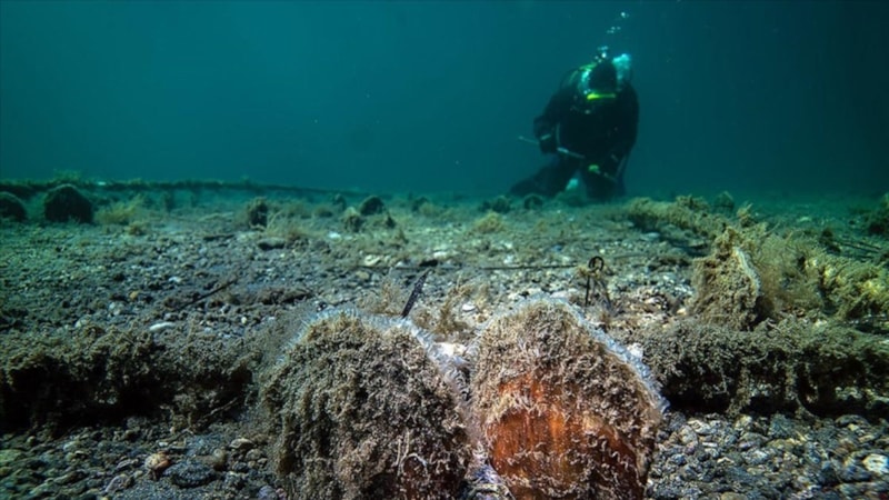 Marmara'da pina sayısı artıyor