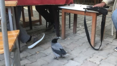 Tedavisinin ardından kahvehane bağımlısı olan karga Muğla'da maskot oldu
