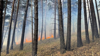 Kars'ta ormanlık alanda örtü yangını çıktı