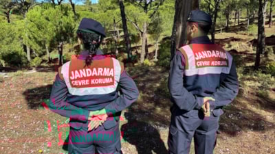 Aydın'da yetişen Sultan Çiğdemi'ni koparmanın cezası 557 bin lira