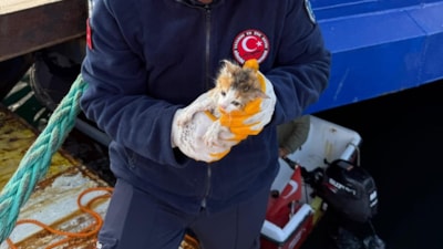 Balıkesir'de denize düşen yavru kedi kurtarıldı
