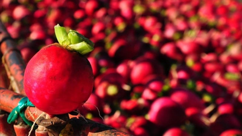 Bağışıklığı güçlendiriyor, kalbe iyi geliyor: Kırmızı turp