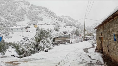 Erzincan'da hasadı yapılmayan ceviz kar altında kaldı