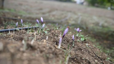 Fiyatı 1 kilo altınla yarışıyor: “Mucize bitki” çiçek açtı