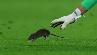 Galler-Belçika maçında güldüren anlar: Courtois sahaya giren fareyi yakalamaya çalıştı