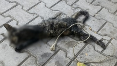 Bursa'da kan donduran olay: Yavru kediyi ayaklarını bağlayıp denize attılar