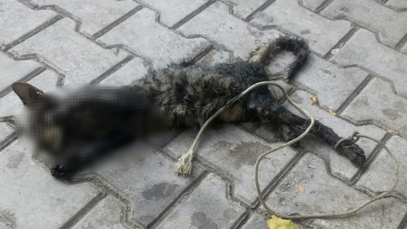 Bursa'da kan donduran olay: Yavru kediyi ayaklarını bağlayıp denize attılar