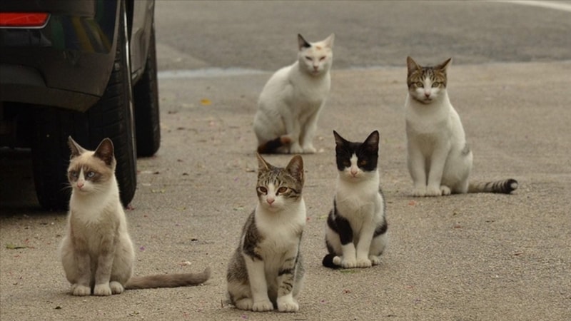 Rumların başı kedilerle dertte: Sayıları 1 milyonu aşan sokak kedilerine çare arıyor