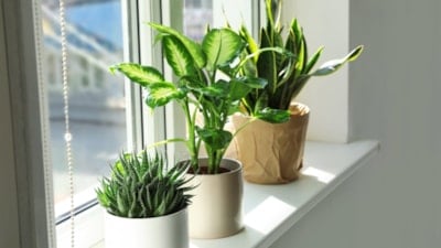 Uzmanlardan uyarı: Bu bitkiyi evde tutmak olumsuz etkiliyor