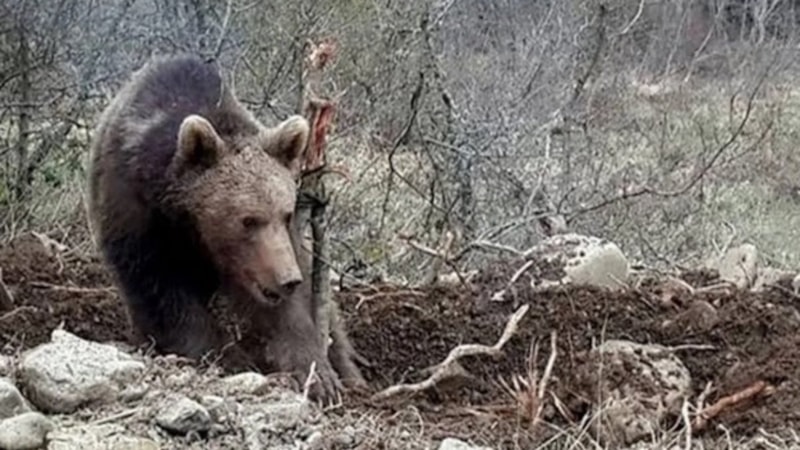 Hakkari’de ayı saldırısı: Genç kolundan yaralandı