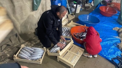 Sinop'ta bereketli av: 3 bin 200 palamut yakalandı