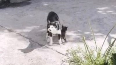 Osmaniye'de anne kedi, çukura düşen yavrusunu bekledi