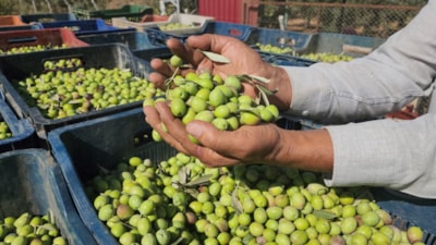 Hatay'da zeytin hasadı başladı: Tarlada kilosu 55 TL