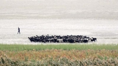 Isparta'da suyu çekilince ikiye bölünen Eğirdir Gölü, hayvanların otlağı oldu