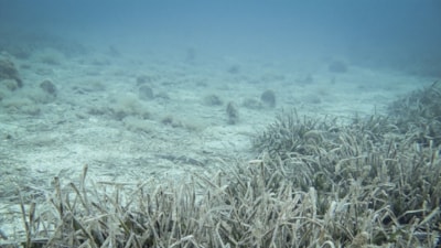 Marmara Denizi’nde müsilaj gözlemlenmedi