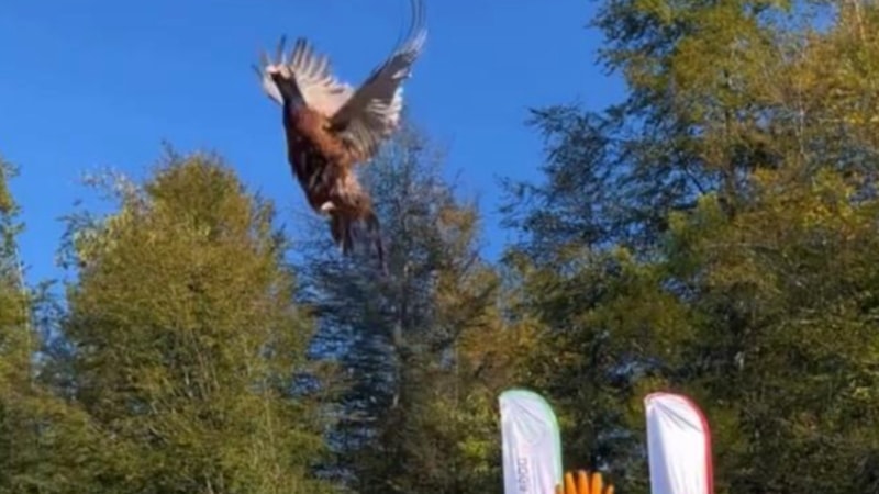 Bartın'da kokarca istilası ile mücadele: 250 sülün doğaya salındı