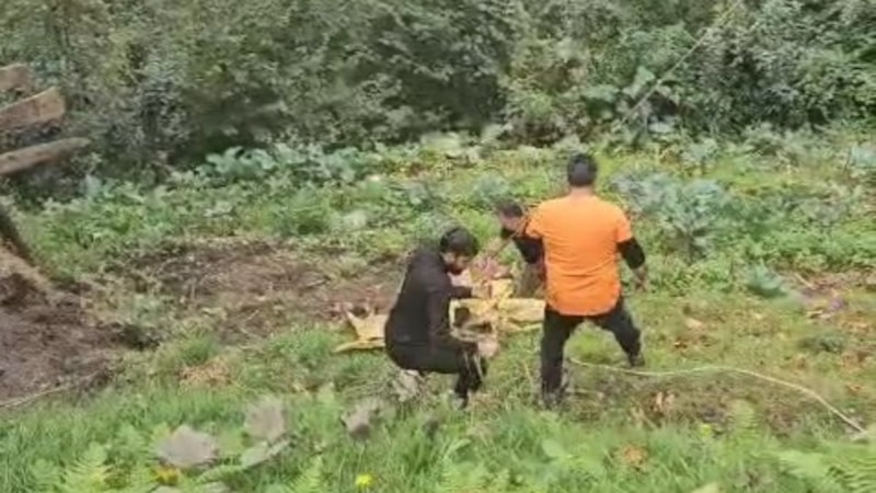 Rize'de yoldan aşağıya düşen inek vinç yardımıyla kurtarıldı