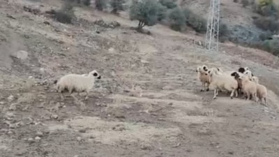 Erzincan'da boynuna kova takılan koyun, sürüyü korkuttu