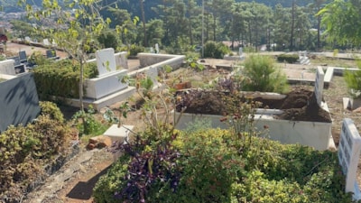 Marmaris'te yaban domuzlarının yeni adresi mezarlıklar