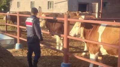 Nevşehir'de boğanın sıkıştırdığı yaşlı adam öldü