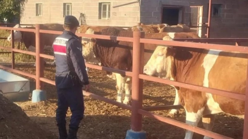 Nevşehir'de boğanın sıkıştırdığı yaşlı adam öldü