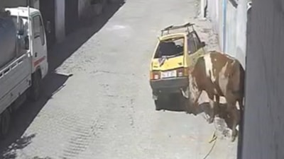 Nevşehir'de ahırdan kaçan kızgın boğa hırsını otomobilden çıkarttı