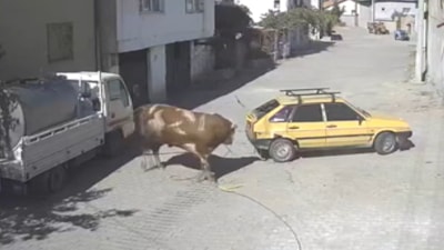 Nevşehir'de ahırdan kaçan öfkeli boğa, bir otomobili boynuzlayarak sürükledi