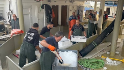 Karadeniz'de hamsi bolluğu: Kilosu 100- 150 TL'ye kadar düştü