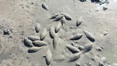 Siirt’te kuruyan Çayırlı Gölü’nde balıklar telef oldu