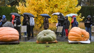 Polonya’da dev bal kabağı yarışması