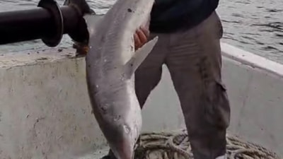 Bartın'da balıkçıların ağına köpek balığı takıldı