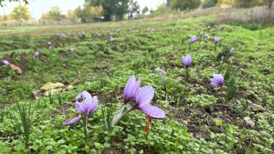 Karabük'te  'Dünyanın en pahalı baharatı' bilinen safran emin ellerde hazırlanıyor