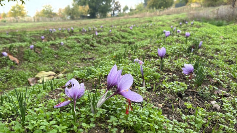 Karabük'te  'Dünyanın en pahalı baharatı' bilinen safran emin ellerde hazırlanıyor