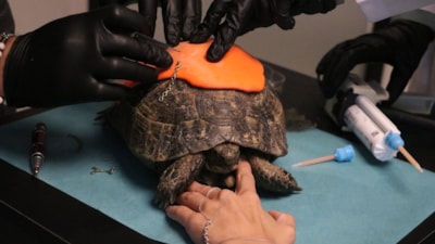 Ankara'da kabuğu kırılan kağlumbağaya protez yapıldı