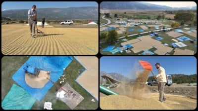 Çorum'da çeltikler sonbahar güneşinde kurutuluyor