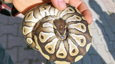 Konya'da kontrol sırasında cebinden yavru piton çıktı: Para cezası kesildi