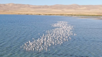 Van Gölü'nde flamingolar görsel şovlarıyla büyülüyor