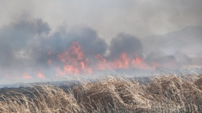 Hakkari'de Nehil Sazlığı'nda yangın paniği